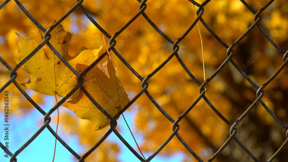 Close up beautiful autumn, colored, yellow maple tree leaves stuck on a chain link fence due to gusty winds blowing them off the maple trees, behind the fence, and into the fence. Close up beautiful autumn, colored, yellow maple tree leaves stuck on a chain link fence due to gusty winds blowing them off the maple trees, behind the fence, and into the fence.
