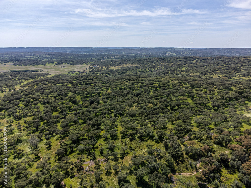Fototapeta premium Aerial view of a vast cork oak forest in Alentejo, Portugal, showcasing the unique landscape and natural beauty of the region. Ideal for nature and agriculture-themed projects.