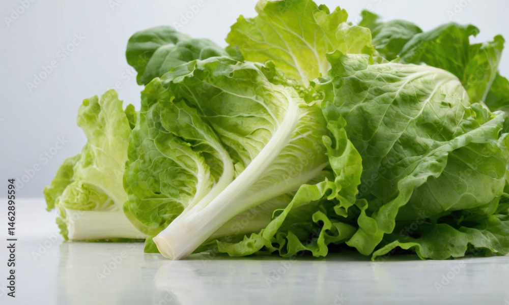 A single head of lettuce placed on a table, suitable for food photography or as a prop in a still life scene A single head of lettuce placed on a table, suitable for food photography or as a prop in a still life scene