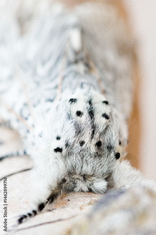 Obraz premium Cerura vinula aka the puss moth. Rare night moth. Hairy butterfly from Czech republic.