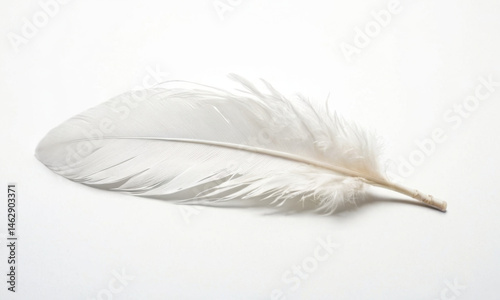 A single white feather lies flat on a white surface, perfect for minimalist designs or abstract compositions