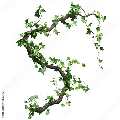 Wild twisted liana vines on tree branch isolated on transparent background with clipping path.