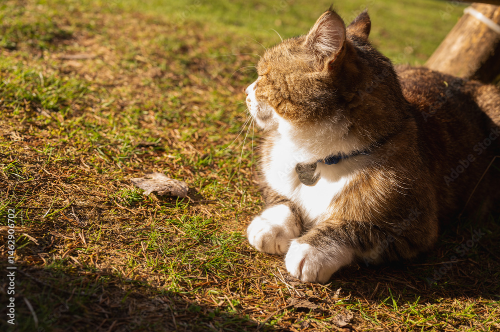 Cute tabby cat relaxing on sunny grass in warm afternoon light. Peaceful domestic pet enjoying nature outdoors. Fluffy feline portrait with calm expression