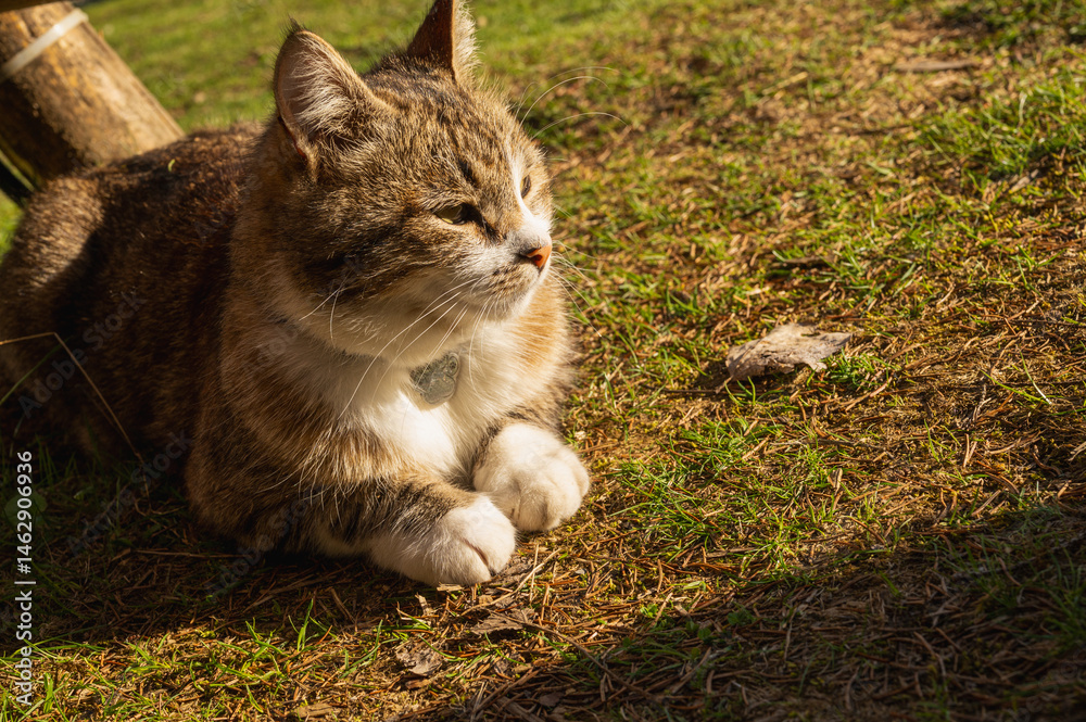 Cute tabby cat relaxing on sunny grass in warm afternoon light. Peaceful domestic pet enjoying nature outdoors. Fluffy feline portrait with calm expression