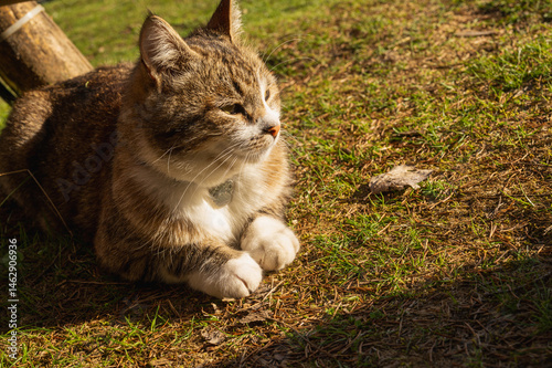 Obraz na płótnie Cute tabby cat relaxing on sunny grass in warm afternoon light. Peaceful domestic pet enjoying nature outdoors. Fluffy feline portrait with calm expression w salonie