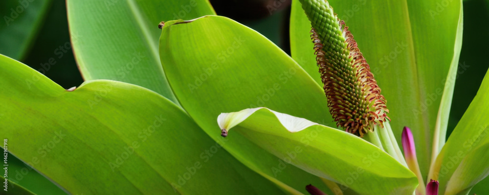 A detailed view of a plant's foliage