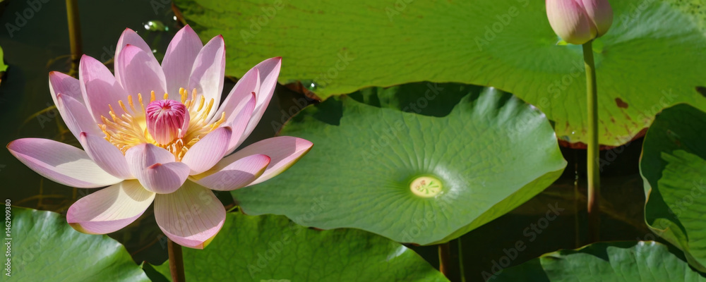 A pink lotus flower blooms in calm waters of a pond, surrounded by lush greenery