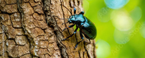 Obraz na płótnie A blue beetle perched on a tree trunk, awaiting its next move w salonie