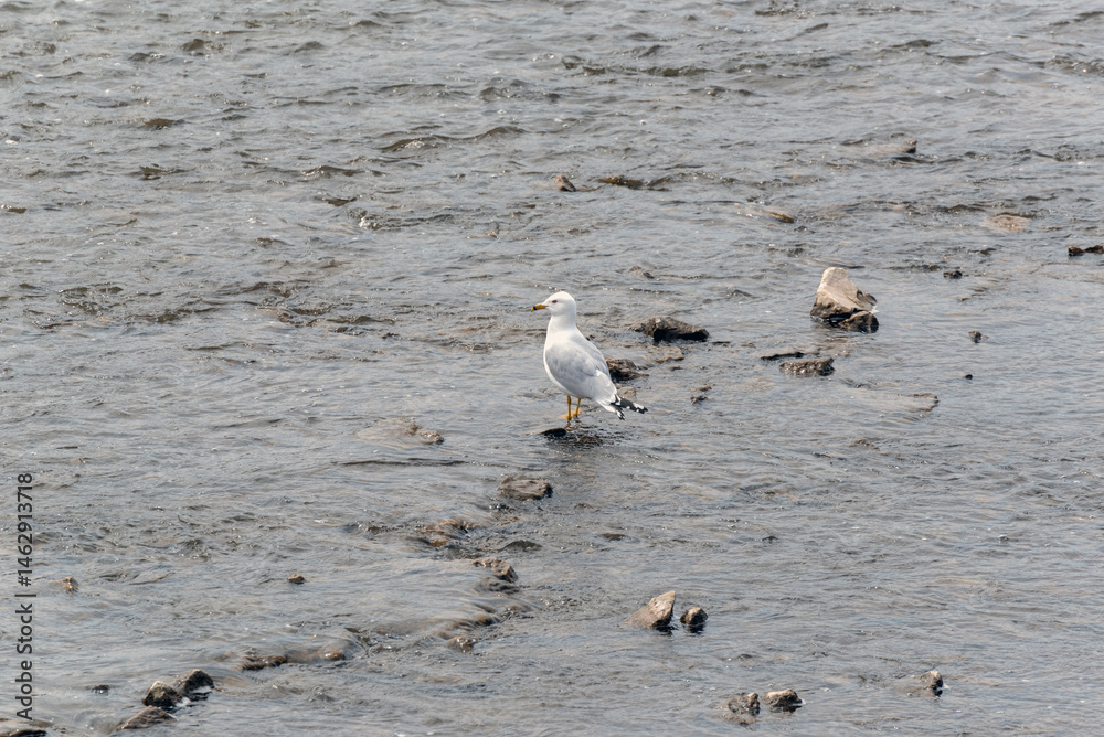 Breeding Ring-billed Gull Perched On A Rock In The Fox River At De Pere, Wisconsin