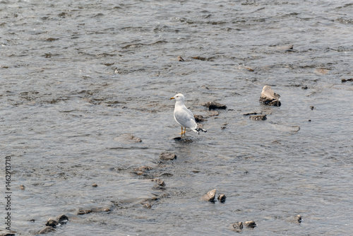 Obraz na płótnie Breeding Ring-billed Gull Perched On A Rock In The Fox River At De Pere, Wisconsin w salonie