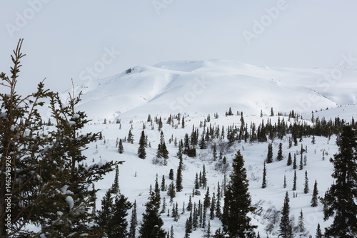 Photography Trees dot snowy mountains across the Alaskan landscape.