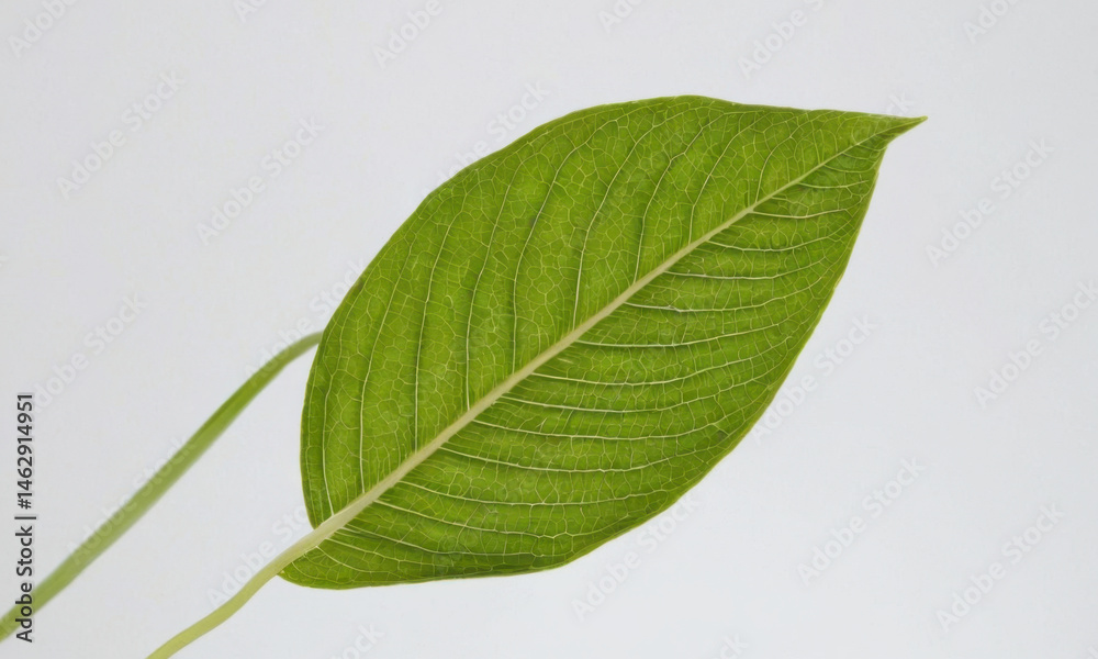 A close-up shot of a single leaf on its stem, showcasing its delicate details