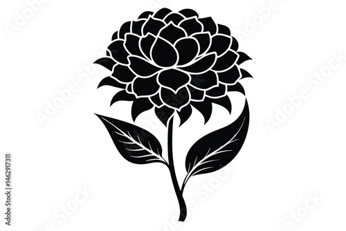 A black dahlia flower with detailed petals and leaves stands elegantly on white