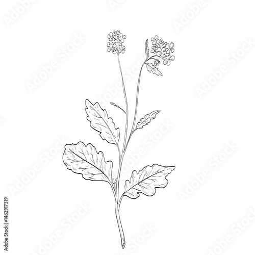 Drawing sketch style illustration of a on isolated background done in black and white line art.
