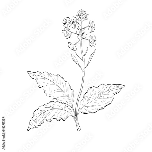 Drawing sketch style illustration of a Brassica juncea, mustard greens, brown mustard or vegetable mustard, a species of mustard plant used as spice or herb done in black and white line art. 