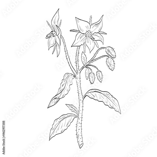 Drawing sketch style illustration of a Borage, Borago officinalis or starflower, an annual herb in the flowering plant family Boraginaceae used as spice or herb done in black and white line art. 