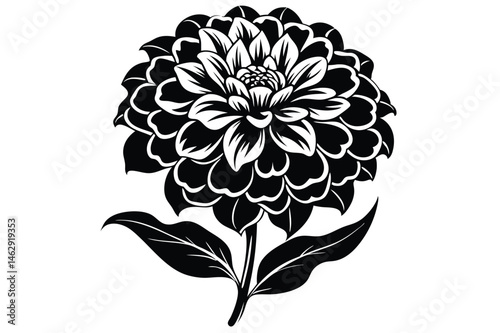 Exquisite black and white Dahlia blossom displays intricate petal layers with stem and leaves