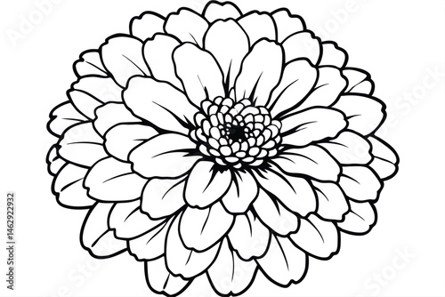 Detailed monochrome zinnia flower features layered petals and a prominent center in black and white