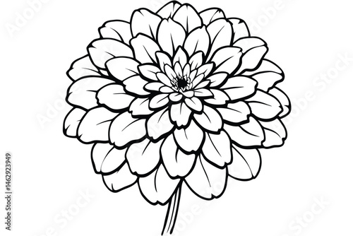 Elegant dahlia blossom with detailed petals presents a striking monotone floral silhouette
