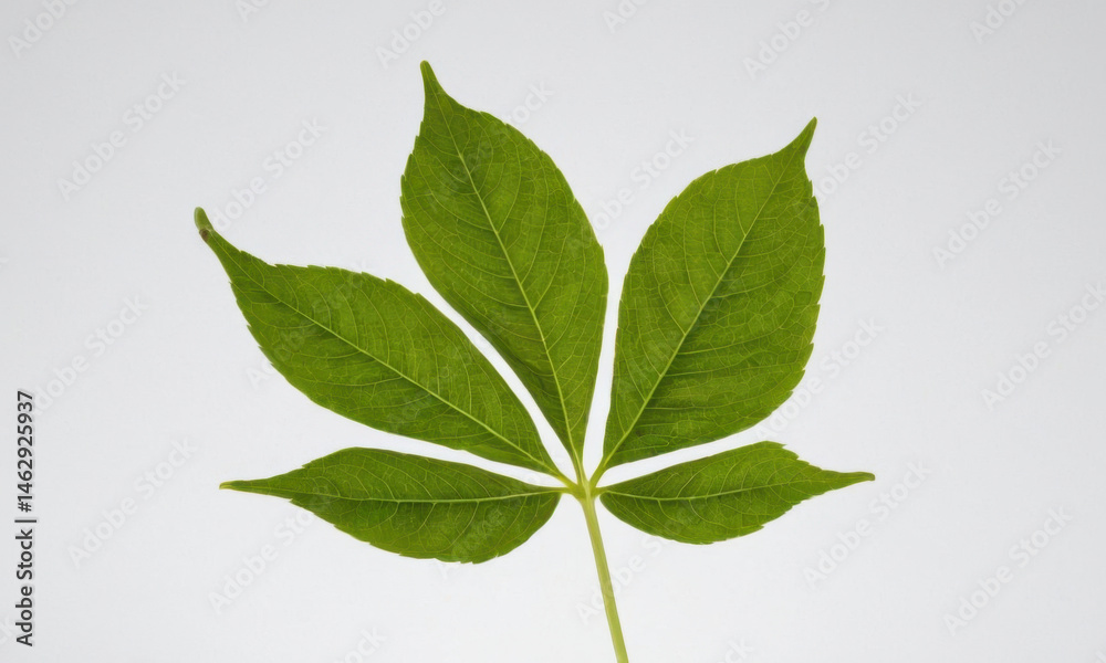Fototapeta premium Single green leaf on a stem set against a white background, ideal for uses such as botanical illustration or design elements