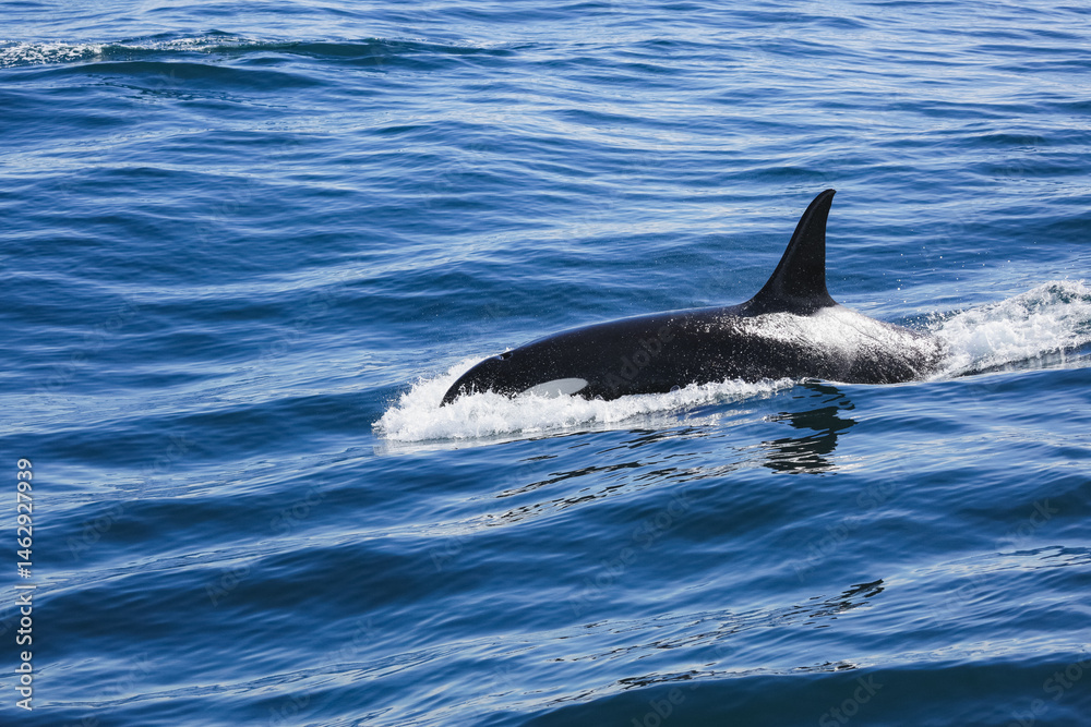 Naklejka premium A killer whale swims just off the coast of Alaska, through cold ocean waters.