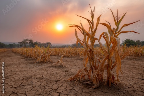 Dried Corn Stalks at Sunset: A Stark, Golden Landscape