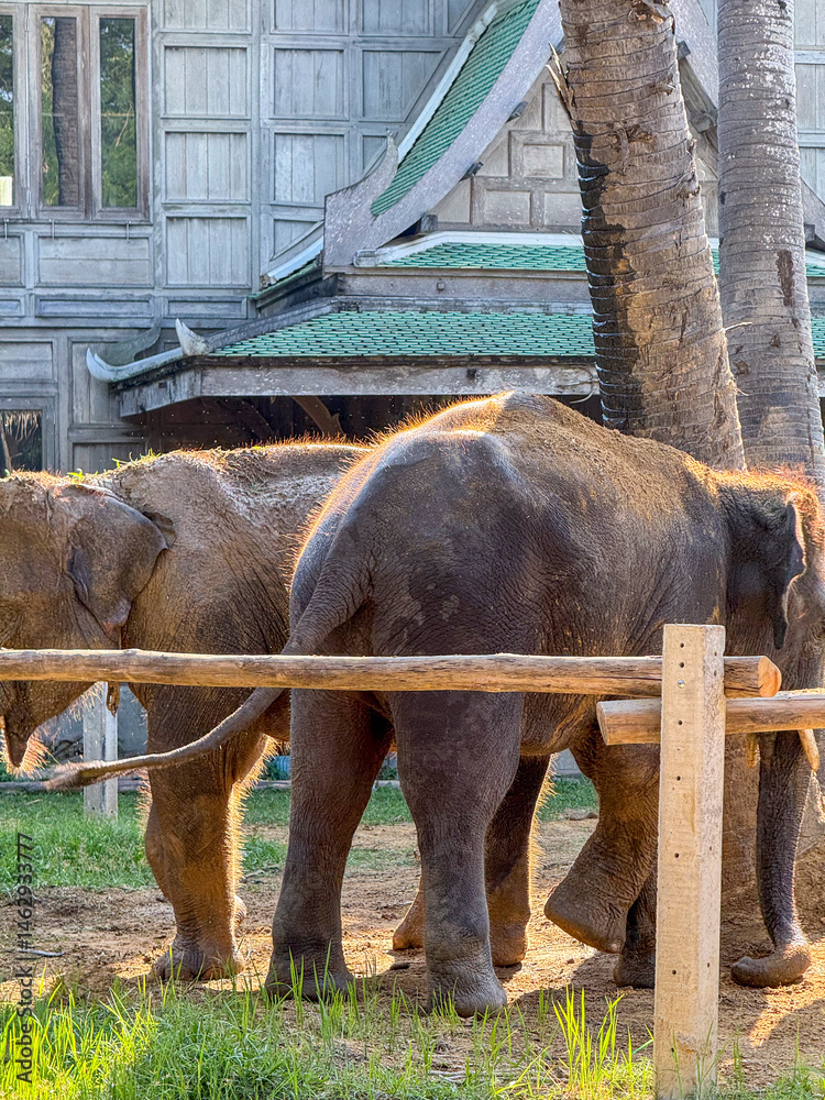 Tropical sanctuary is home to majestic elephants and enjoying their habitat in a national park, showing the significance of elephant conservation and protection efforts. Thai environment.