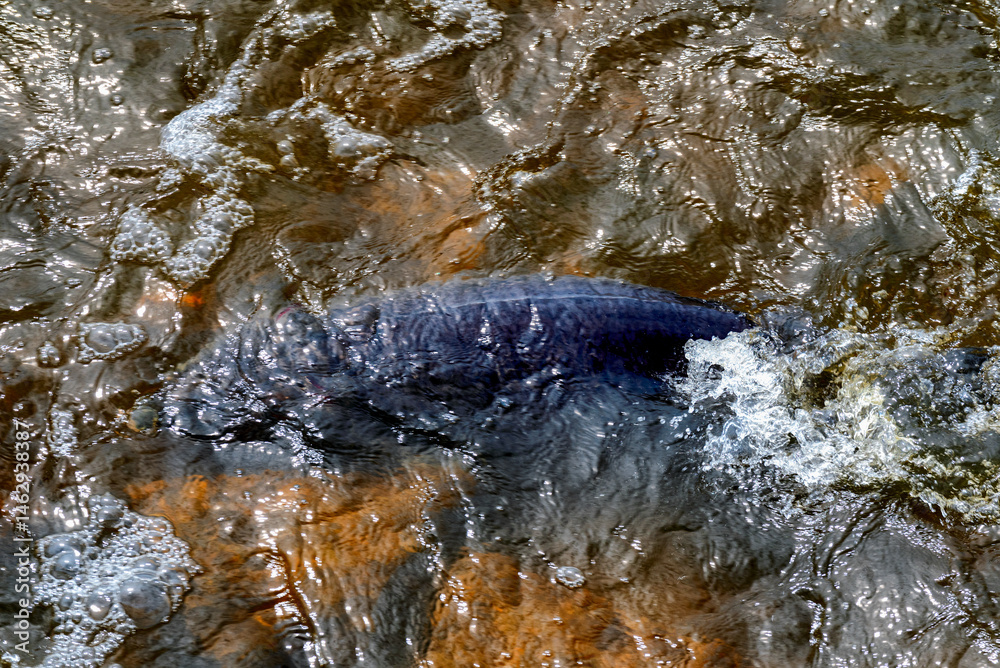 Sturgeon Spawning At The Rapids And Dam On Fox River At De Pere, Wisconsin, In Spring