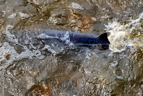 Obraz na płótnie Sturgeon Spawning At The Rapids And Dam On Fox River At De Pere, Wisconsin, In Spring w salonie