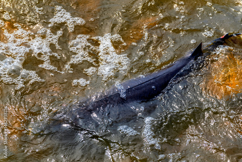 Sturgeon Spawning At The Rapids And Dam On Fox River At De Pere, Wisconsin, In Spring