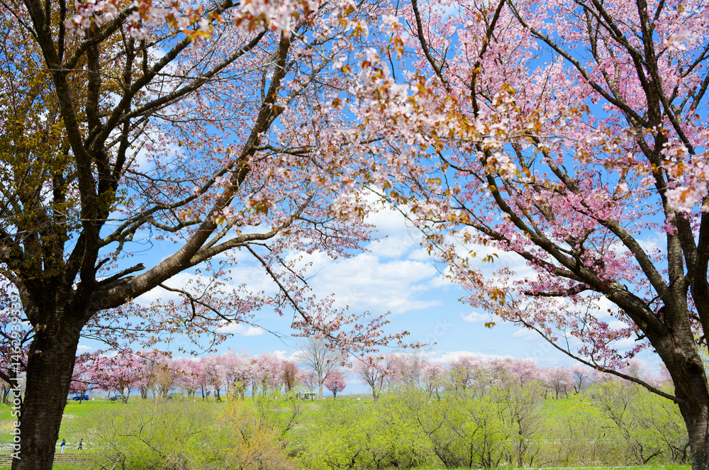 帯広の桜