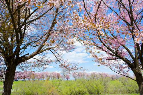 Obraz na płótnie 帯広の桜 w salonie