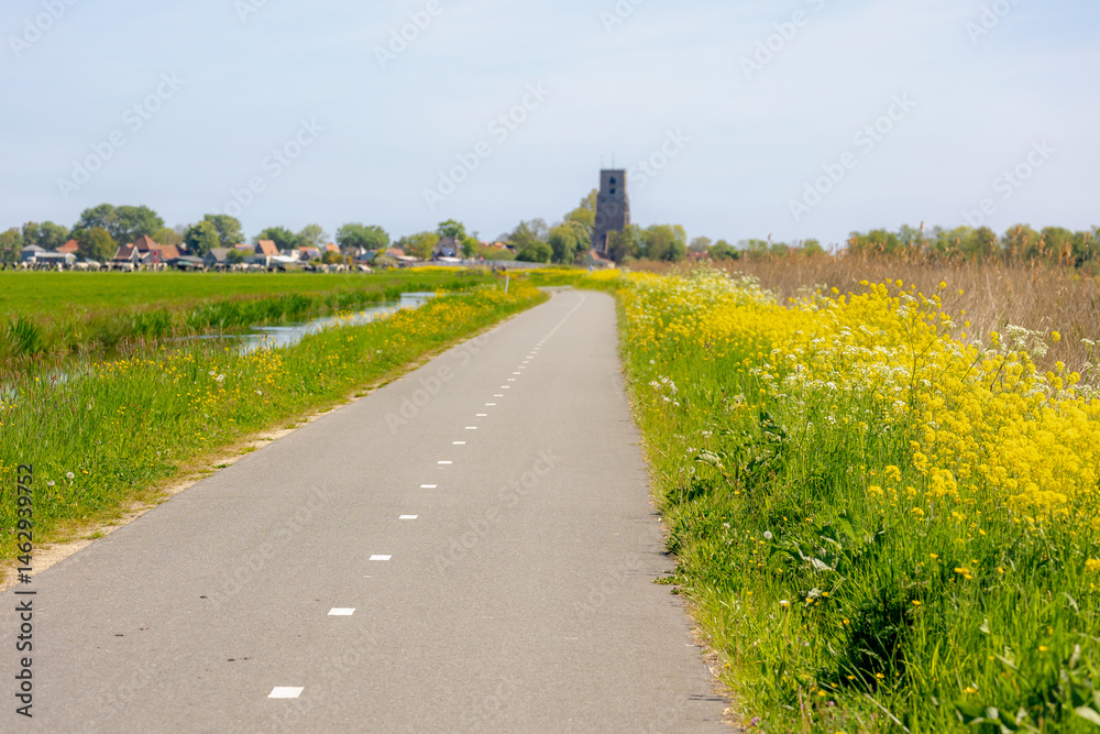Rapeseed or Oilseed rape with yellow flowers, White mustard (Sinapis alba) Polder landscape in spring with Dutch cows, Open farm with dairy cattle, Small village Ransdorp, Noord Holland, Netherlands