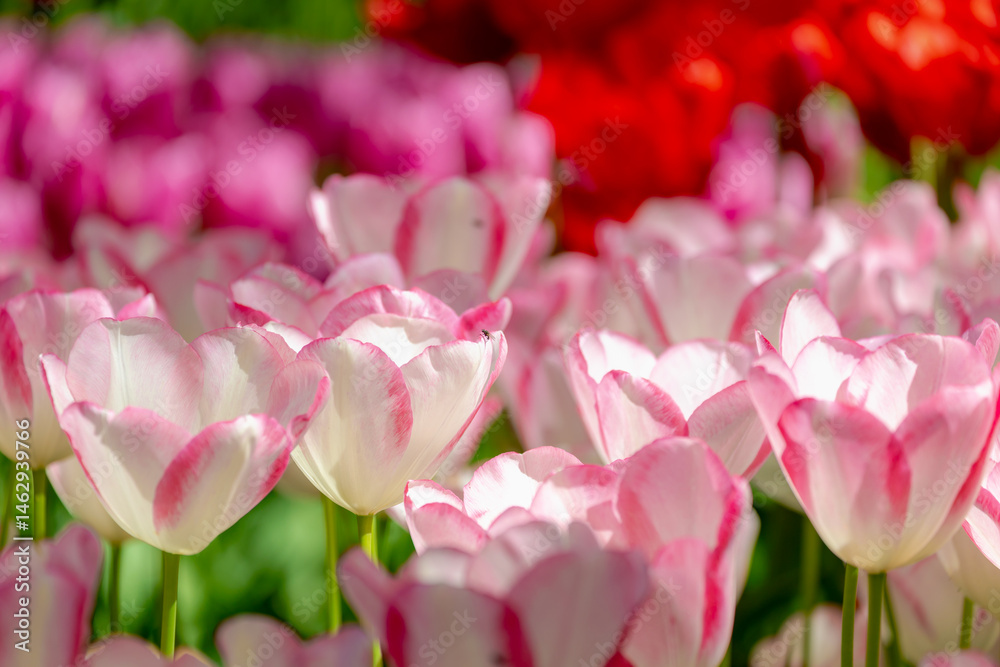 Selective focus of white pink flowers with green leaves in garden, Tulips from a genus of spring-blooming perennial herbaceous bulbiferous geophytes, Natural background, Tulip festival in Netherlands.