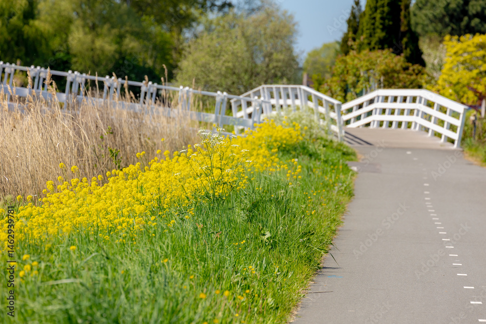 Rapeseed or Oilseed rape with yellow flower on the side walk or bicycle lane, White mustard (Sinapis alba) is an annual plant of the family Brassicaceae, Polder landscape in Noord Holland, Netherlands