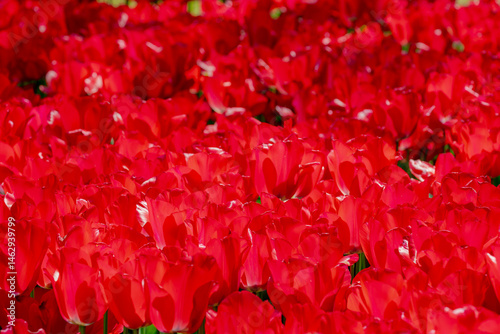 Selective focus of dark red flower in the garden, Tulips from a genus of spring-blooming perennial herbaceous bulbiferous geophytes, Natural pattern, Abstract background, Tulip festival in Netherlands