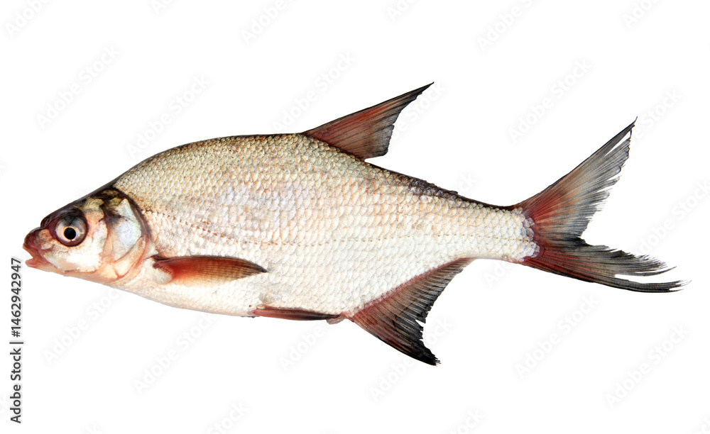 Freshwater fish isolated on white background. This fish is known as common bream Freshwater fish isolated on white background. This fish is known as common bream