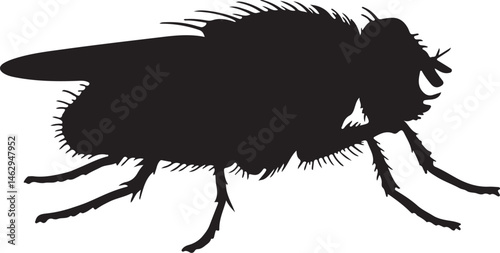 New World Screwworm vector silhouette on white background
