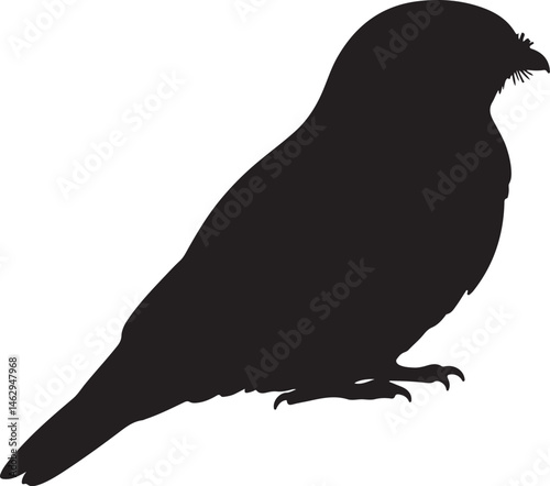 Nightjar bird vector silhouette on white background