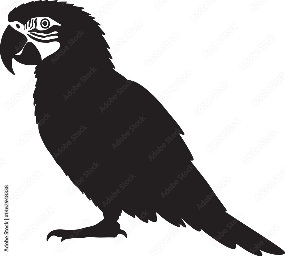 Obraz premium Parrot vector silhouette on white background