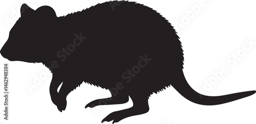 Quokka marsupial vector silhouette on white background