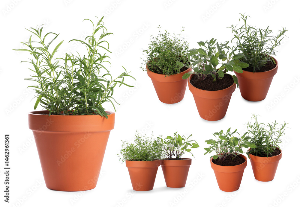 Fototapeta premium Different aromatic herbs in clay pots isolated on white, set
