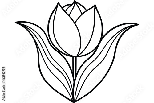 A stylized tulip blooms in a black line drawing with distinct petal definition