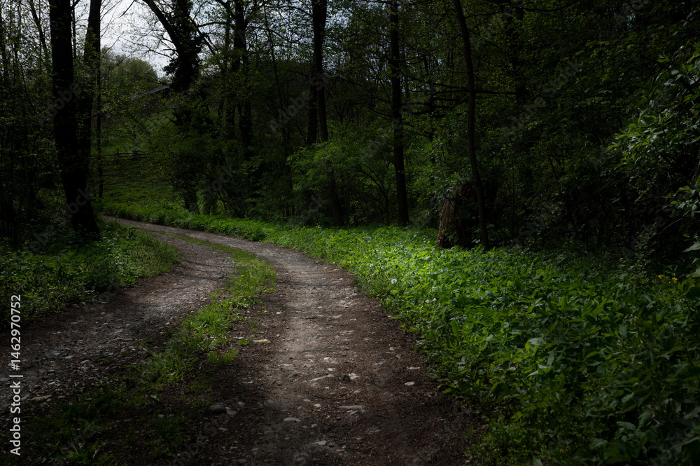 Fototapeta premium old forest road