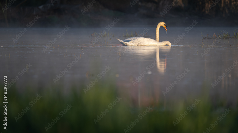 One swan is swimming and the other is submerged head down in the water.
