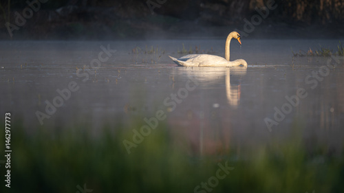Obraz na płótnie One swan is swimming and the other is submerged head down in the water.
w salonie