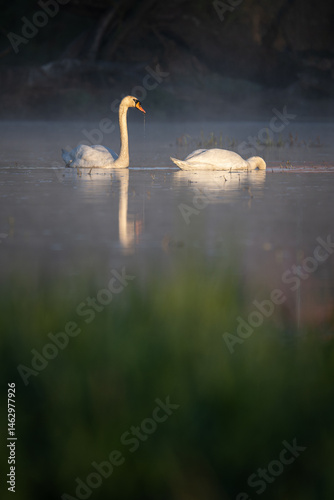 Fototapeta Naklejka Na Ścianę i Meble -  One swan is swimming and the other is submerged head down in the water.

