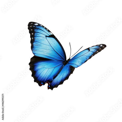 Vibrant blue morpho butterfly in flight against art wings macro fauna on transparent background