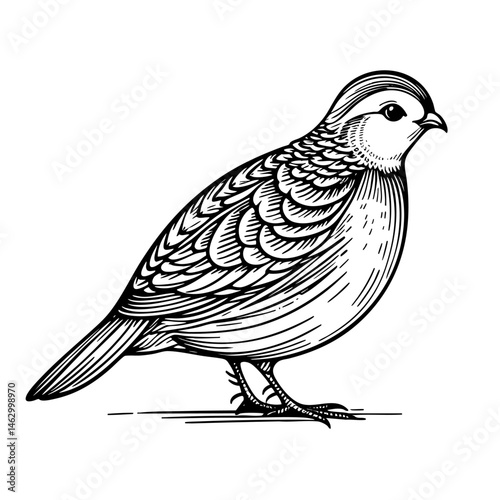 Elegant Quail Bird: Black and White Ink Drawing