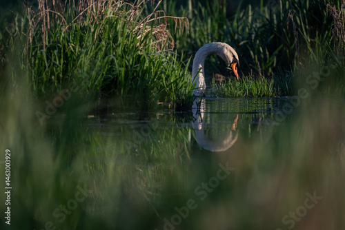 Swan eating grass on the lake.
